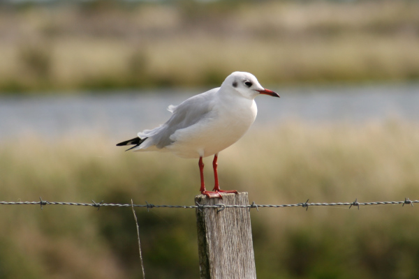 Mouette rieuse (Chroicocephalus ridibundus), un oiseau de la famille des Laridés touché par le virus Influenza Aviaire © Nicolas Macaire